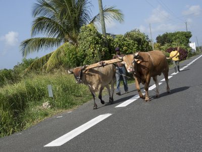 Route - Location Villa à Marie Galante