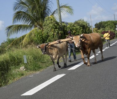 Route - Location Villa à Marie Galante