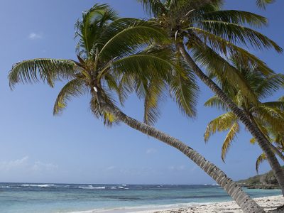 Plage paradisiaque et palmiers - Location Villa à Marie Galante