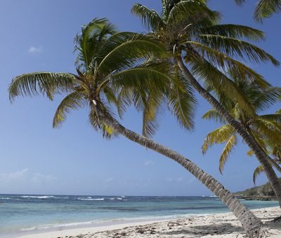 Plage paradisiaque et palmiers - Location Villa à Marie Galante