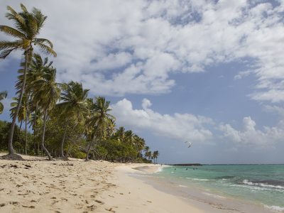 Plage paradisiaque et palmiers - Location Villa à Marie Galante